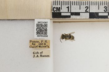 Media type: image;   Entomology 791030 Aspect: Labels